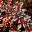 Dřišťál Thunbergův 'Coronita' - Berberis thunbergii 'Coronita'