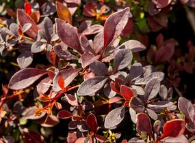 Dřišťál Thunbergův 'Coronita' - Berberis thunbergii 'Coronita'