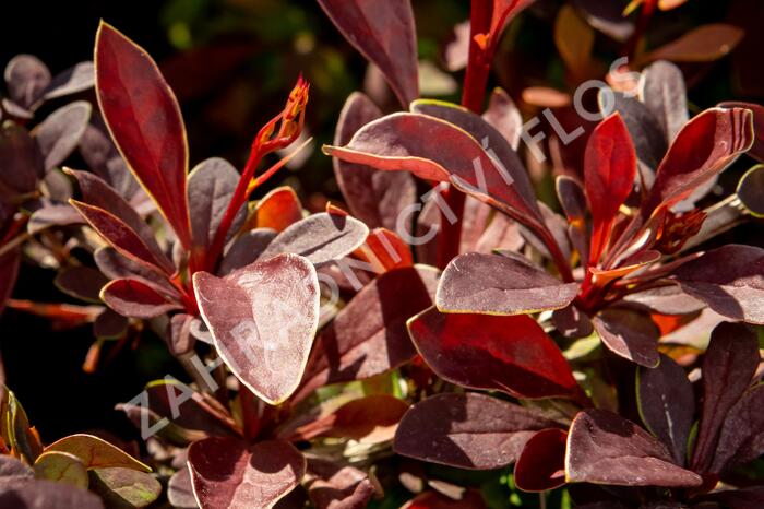 Dřišťál Thunbergův 'Coronita' - Berberis thunbergii 'Coronita'