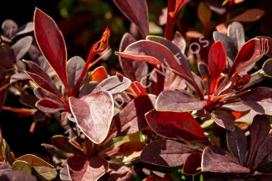 Dřišťál Thunbergův 'Coronita' - Berberis thunbergii 'Coronita'