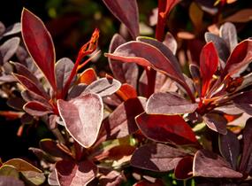 Dřišťál Thunbergův 'Coronita' - Berberis thunbergii 'Coronita'