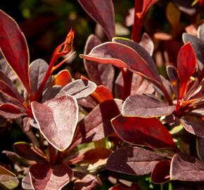 Dřišťál Thunbergův 'Coronita' - Berberis thunbergii 'Coronita'