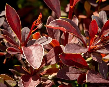 Dřišťál Thunbergův 'Coronita'