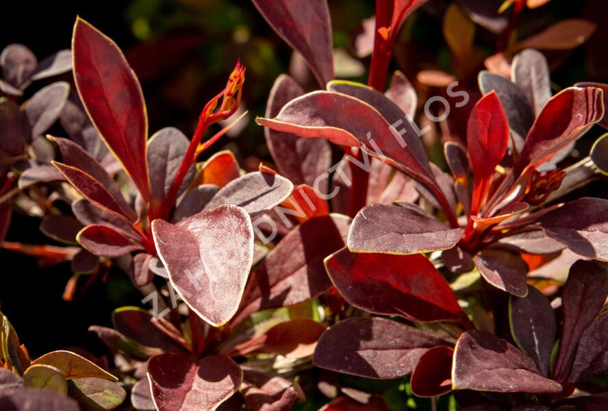Dřišťál Thunbergův 'Coronita' - Berberis thunbergii 'Coronita'