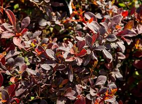 Dřišťál Thunbergův 'Coronita' - Berberis thunbergii 'Coronita'