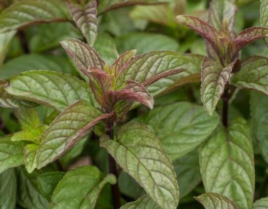 Máta klasnatá 'Black Mitcham' - Mentha spicata 'Black Mitcham'