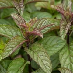 Máta klasnatá 'Black Mitcham' - Mentha spicata 'Black Mitcham'