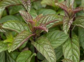 Máta klasnatá 'Black Mitcham' - Mentha spicata 'Black Mitcham'
