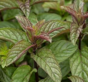 Máta klasnatá 'Black Mitcham' - Mentha spicata 'Black Mitcham'