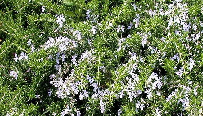 Rozmarýn lékařský 'Fine Leaved' - Rosmarinus officinalis 'Fine Leaved'