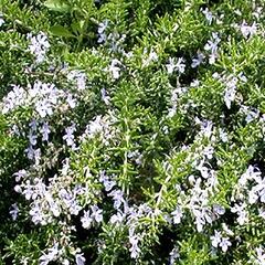 Rozmarýn lékařský 'Fine Leaved' - Rosmarinus officinalis 'Fine Leaved'