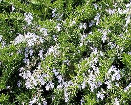 Rozmarýn lékařský 'Fine Leaved'