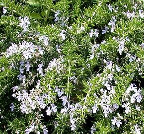 Rozmarýn lékařský 'Fine Leaved' - Rosmarinus officinalis 'Fine Leaved'