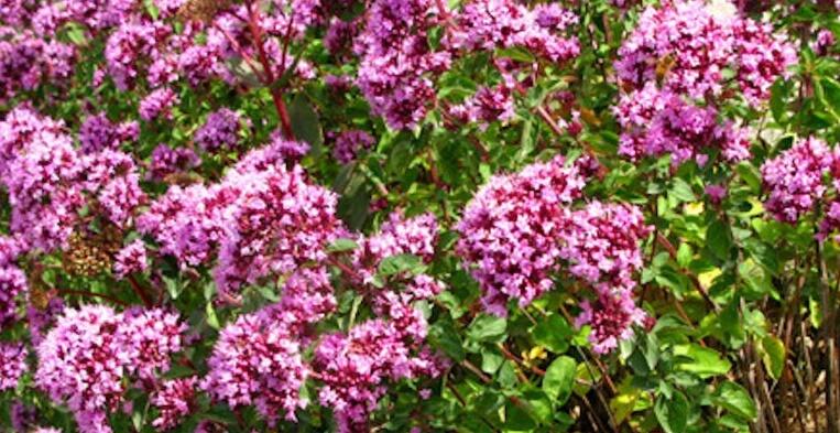 Oregano obecné, dobromysl 'Rosenkuppel' - Origanum vulgare 'Rosenkuppel'