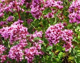 Oregano obecné, dobromysl 'Rosenkuppel'