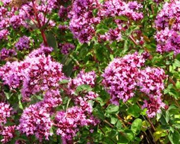 Oregano obecné, dobromysl 'Rosenkuppel'