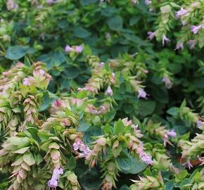 Oregano (Dobromysl) 'Dingle Fairy' - Origanum rotundifolium 'Dingle Fairy'