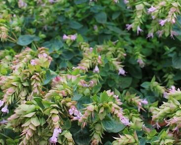 Oregano, dobromysl 'Dingle Fairy'
