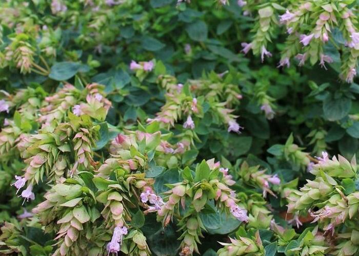 Dobromysl 'Dingle Fairy' - Origanum rotundifolium 'Dingle Fairy'