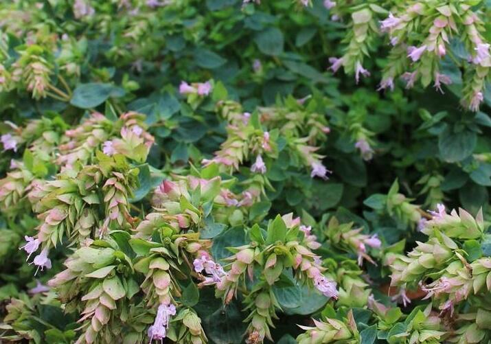 Oregano, dobromysl 'Dingle Fairy' - Origanum rotundifolium 'Dingle Fairy'