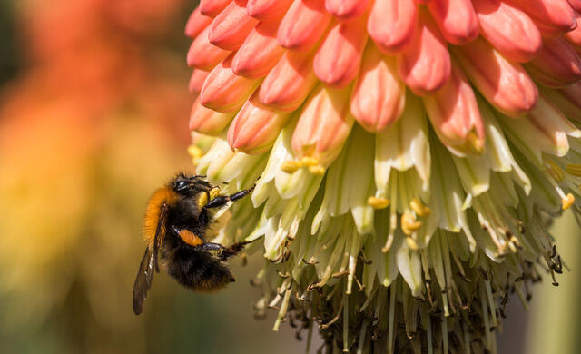 Zahrada plná nektaru! Nejlákavější rostliny pro včely, motýly a další opylovače