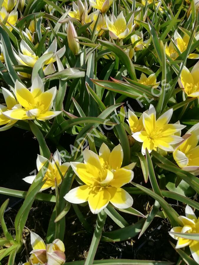 Tulipán botanický tarda - Tulipa tarda