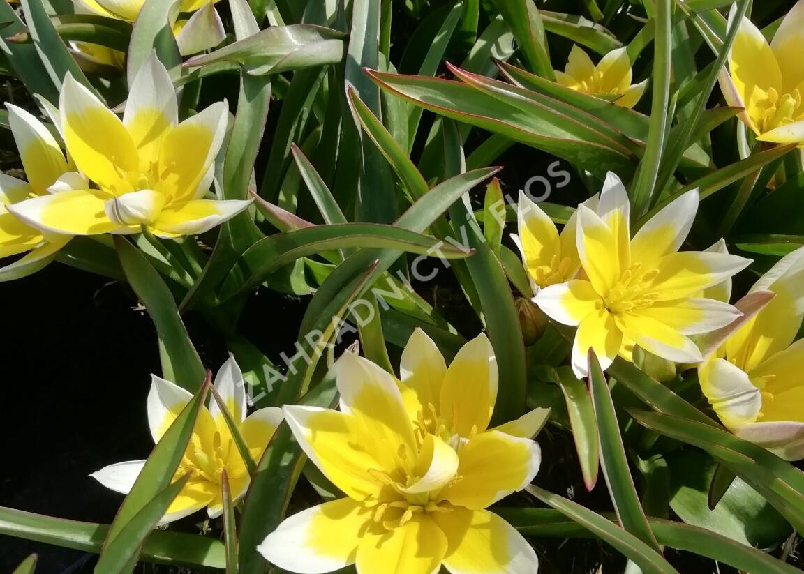 Tulipán botanický tarda - Tulipa tarda