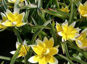 Tulipán botanický tarda - Tulipa tarda