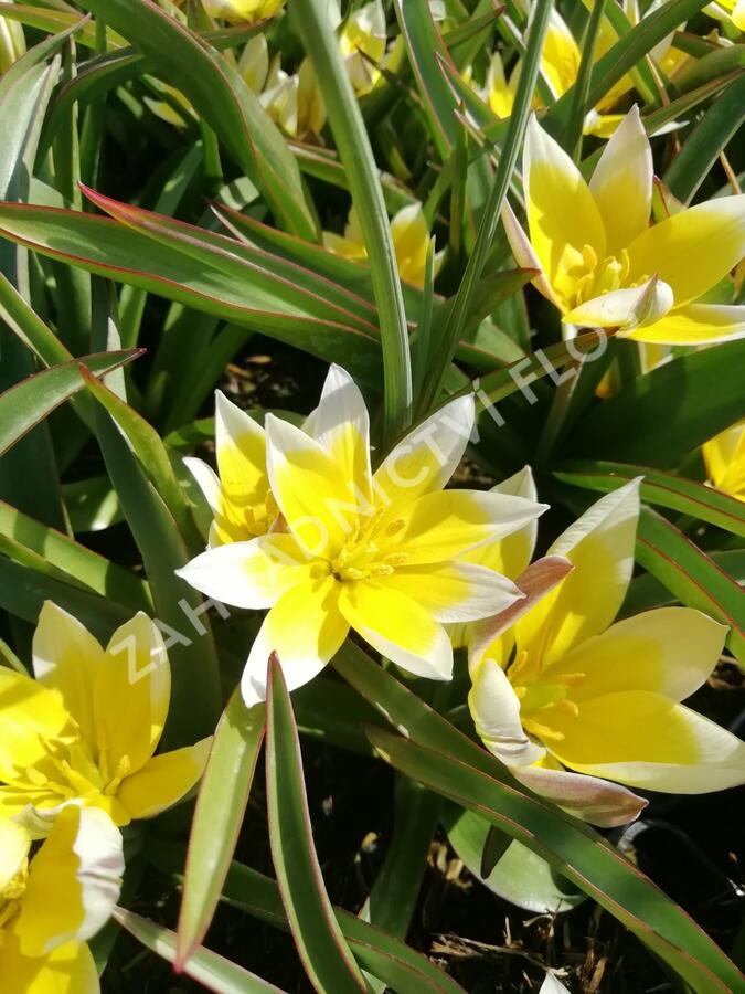 Tulipán botanický tarda - Tulipa tarda