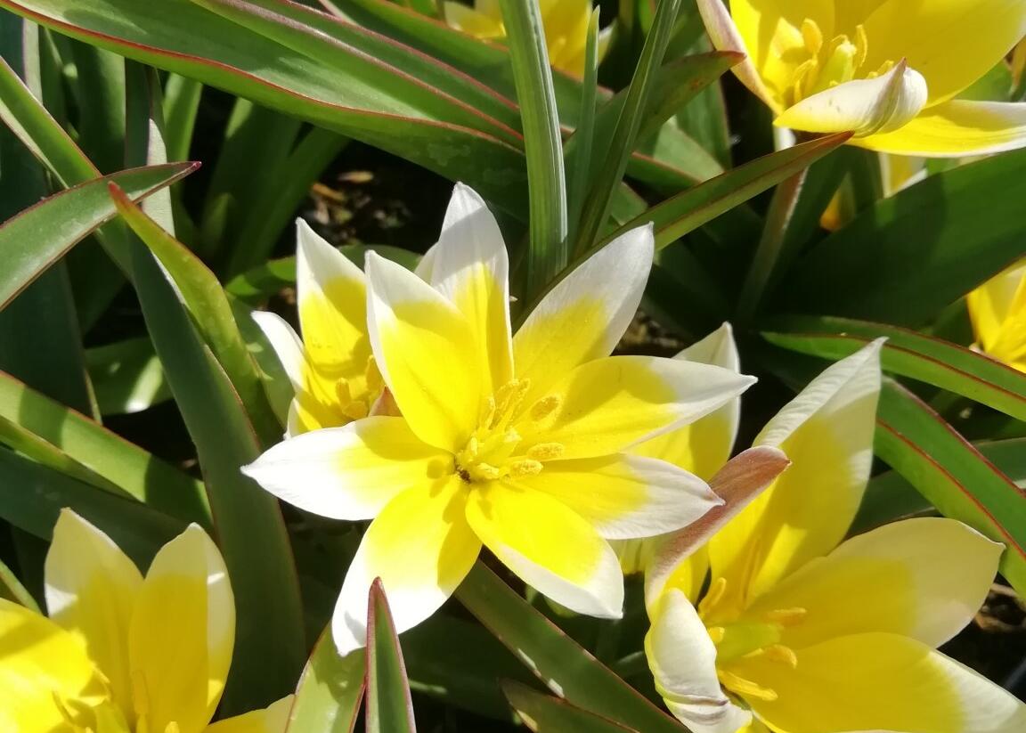Tulipán botanický tarda - Tulipa tarda