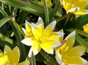 Tulipán botanický tarda - Tulipa tarda