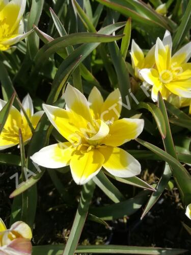 Tulipán botanický tarda - Tulipa tarda