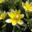 Tulipán botanický tarda - Tulipa tarda