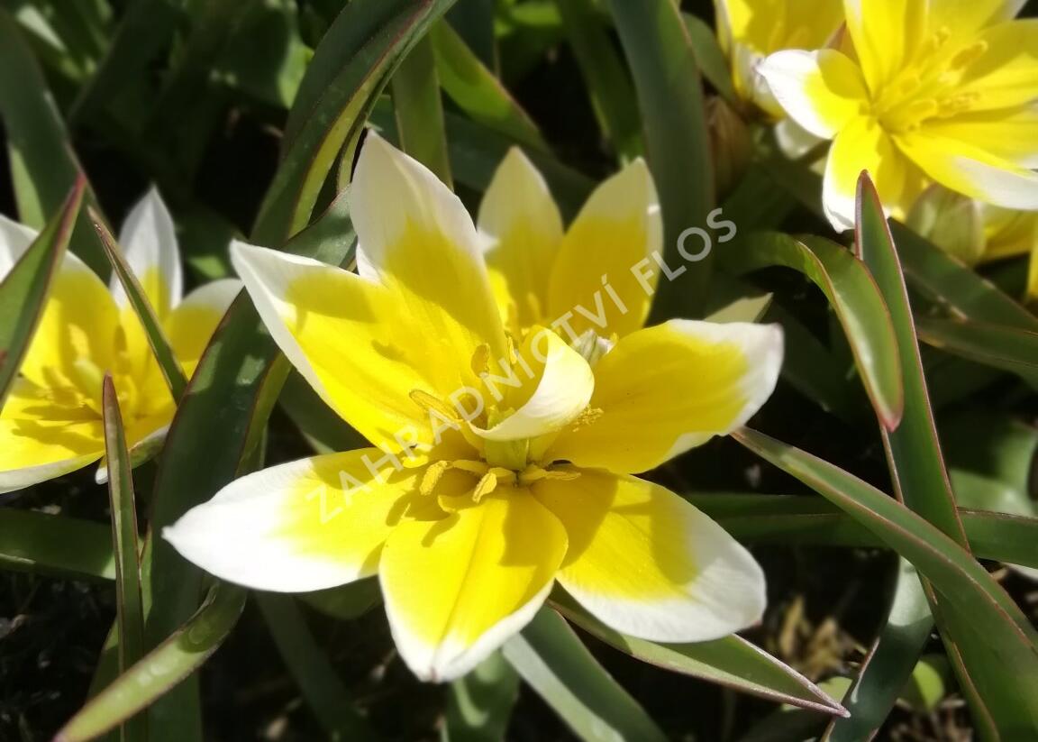Tulipán botanický tarda - Tulipa tarda