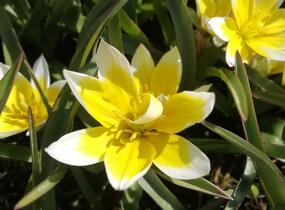 Tulipán botanický tarda - Tulipa tarda