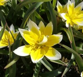 Tulipán botanický tarda - Tulipa tarda