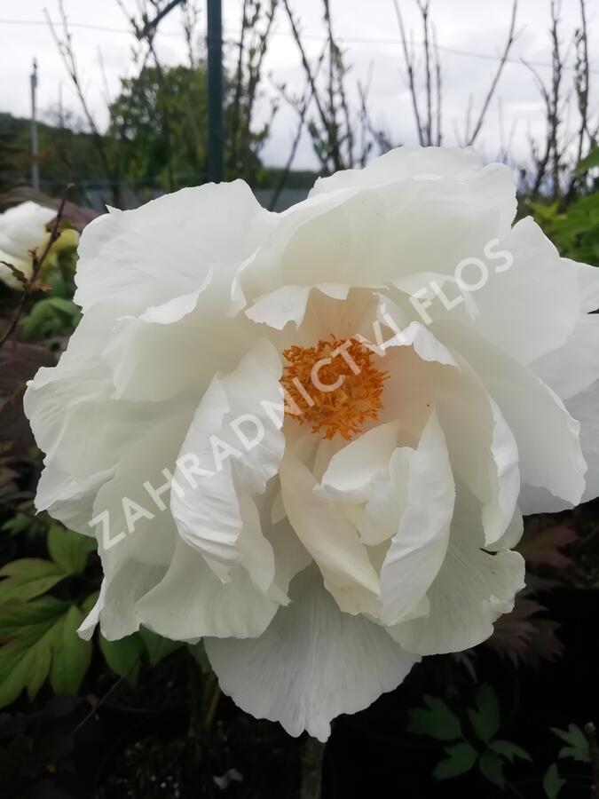 Pivoňka dřevitá 'White' - Paeonia suffruticosa 'White'