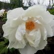 Pivoňka dřevitá 'White' - Paeonia suffruticosa 'White'