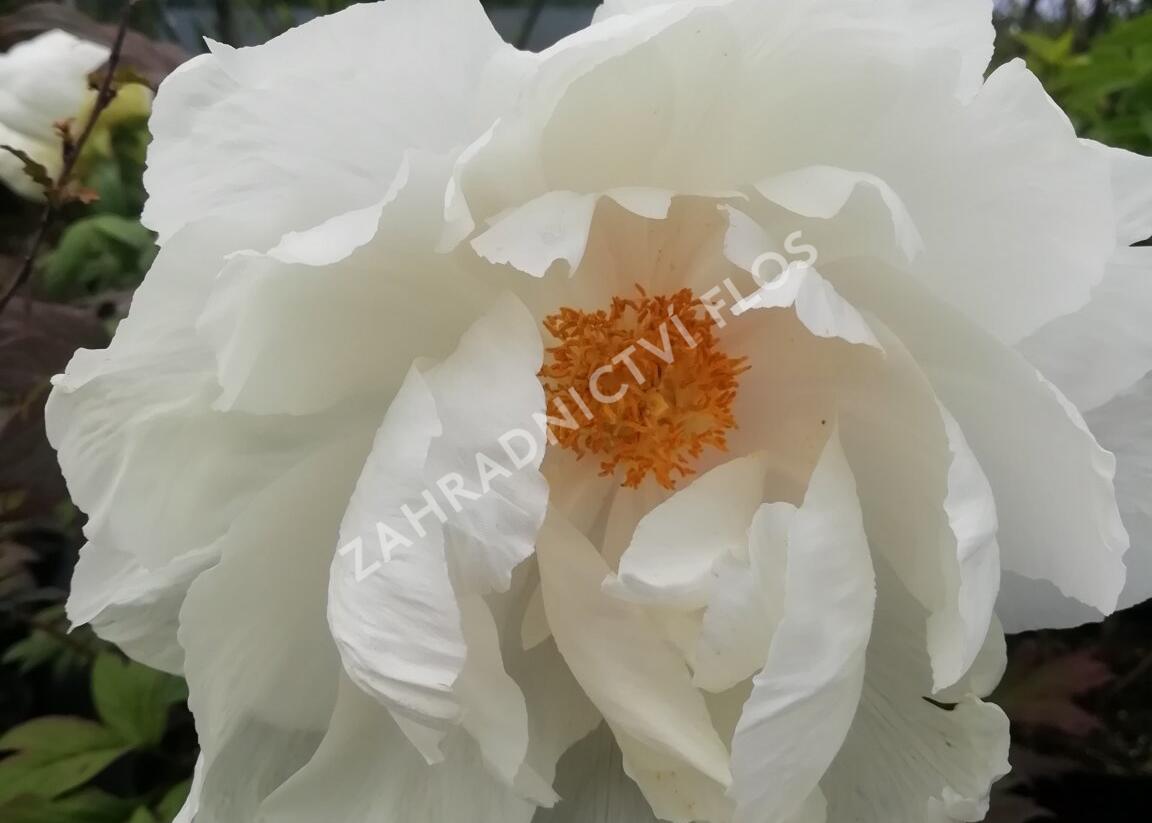 Pivoňka dřevitá 'White' - Paeonia suffruticosa 'White'