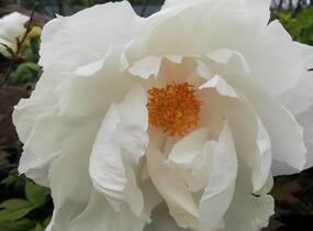 Pivoňka dřevitá 'White' - Paeonia suffruticosa 'White'