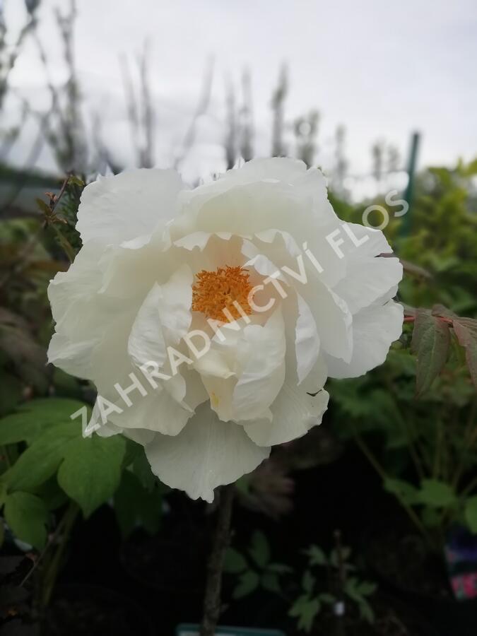 Pivoňka dřevitá 'White' - Paeonia suffruticosa 'White'