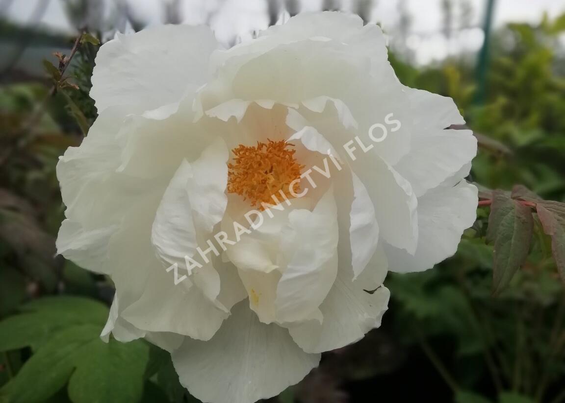 Pivoňka dřevitá 'White' - Paeonia suffruticosa 'White'