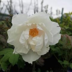 Pivoňka dřevitá 'White' - Paeonia suffruticosa 'White'