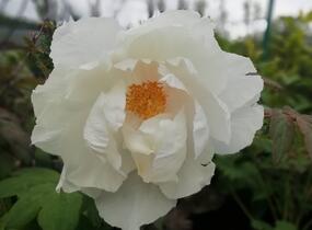 Pivoňka dřevitá 'White' - Paeonia suffruticosa 'White'
