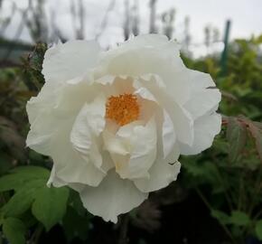 Pivoňka dřevitá 'White' - Paeonia suffruticosa 'White'