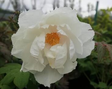 Pivoňka dřevitá 'White'