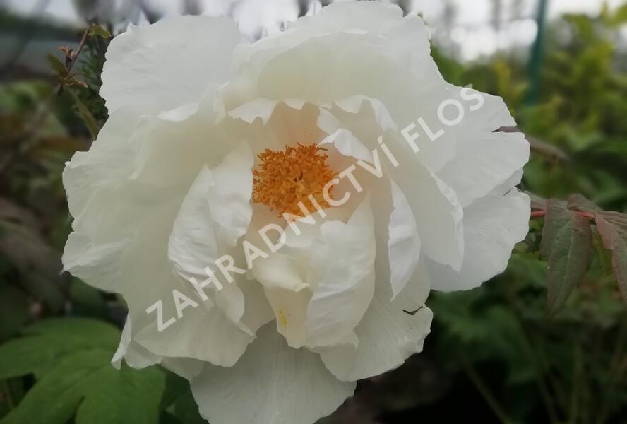 Pivoňka dřevitá 'White' - Paeonia suffruticosa 'White'