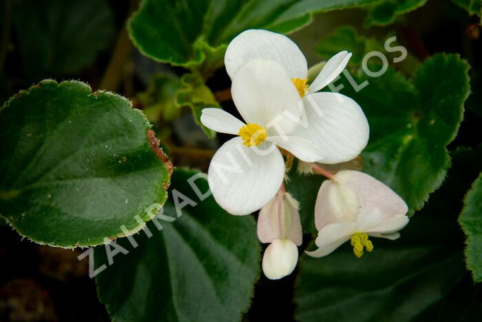Begónie 'Baby Wing' - Begonia hybrida 'Baby Wing'