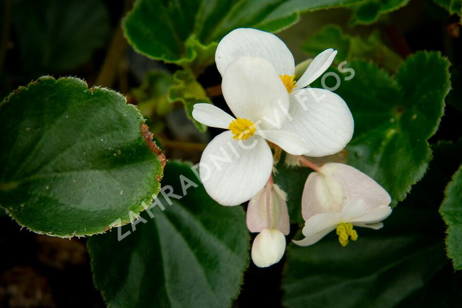 Begónie 'Baby Wing' - Begonia hybrida 'Baby Wing'