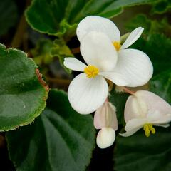 Begónie 'Baby Wing' - Begonia hybrida 'Baby Wing'